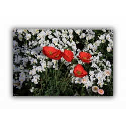 Roter Mohn